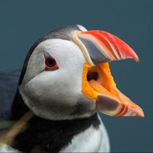 Meet your Posher, Liyah